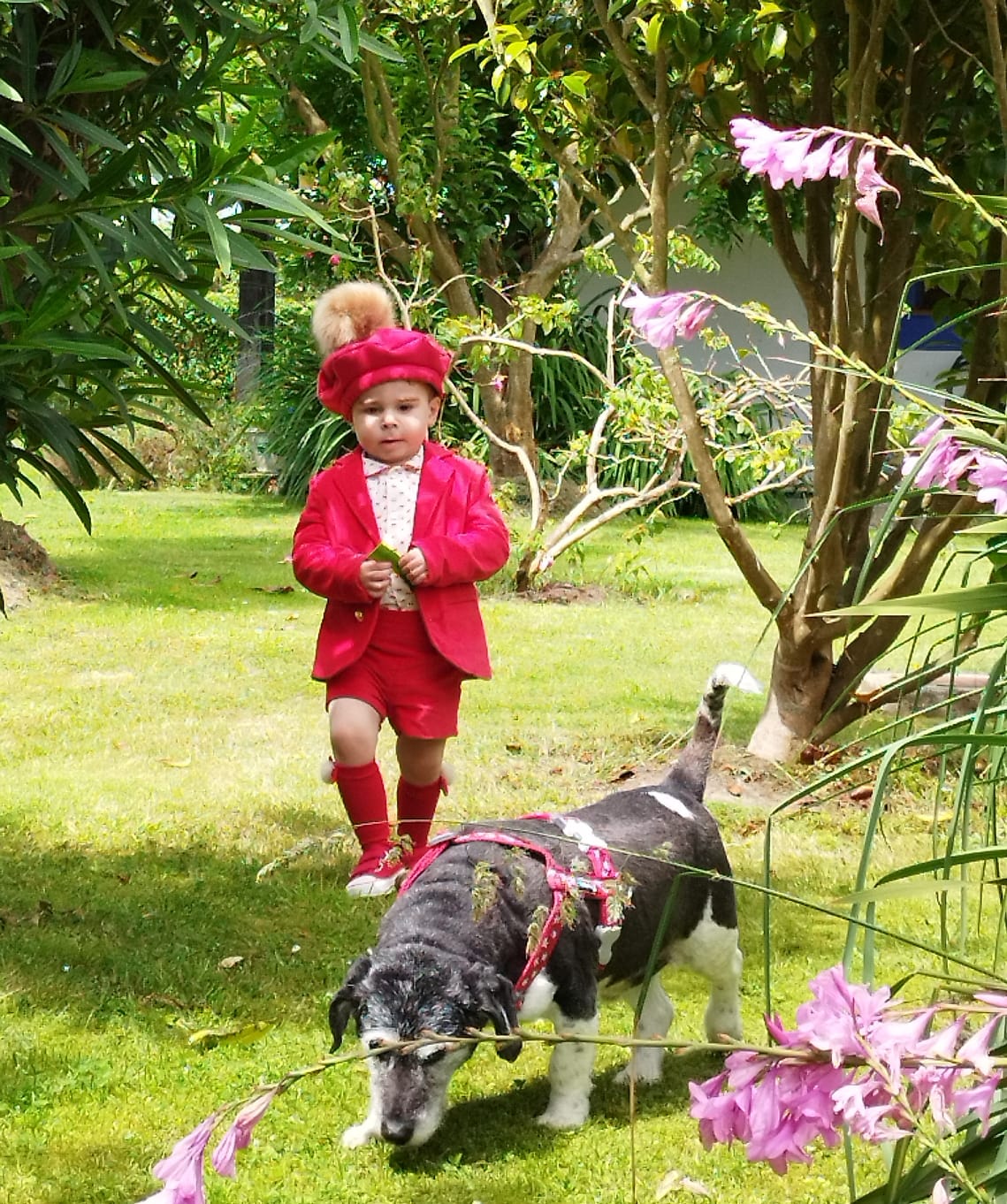 Sonata Boys Red Plumetti Shirt & Shorts Set AW (Made to order)